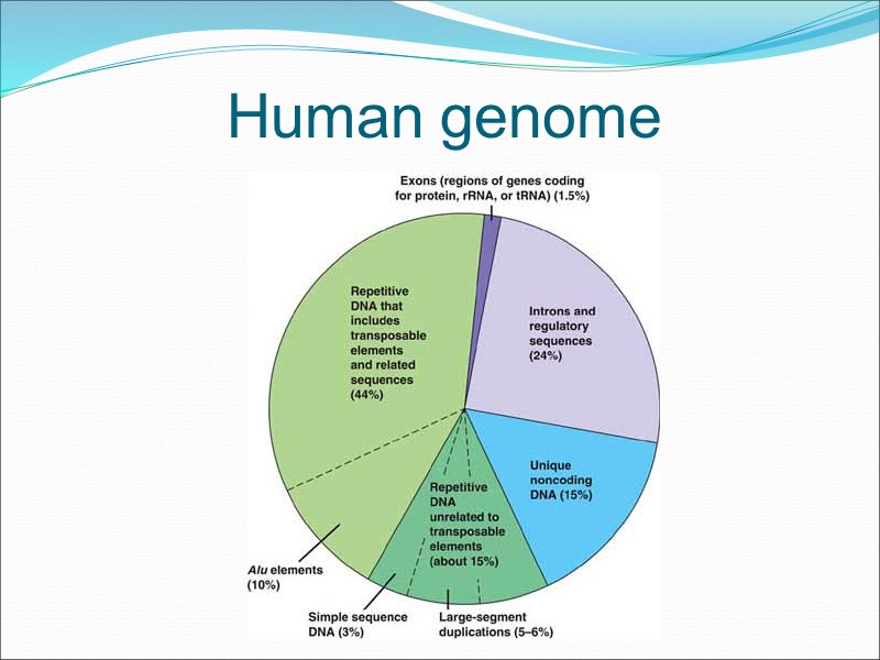 Human genome
